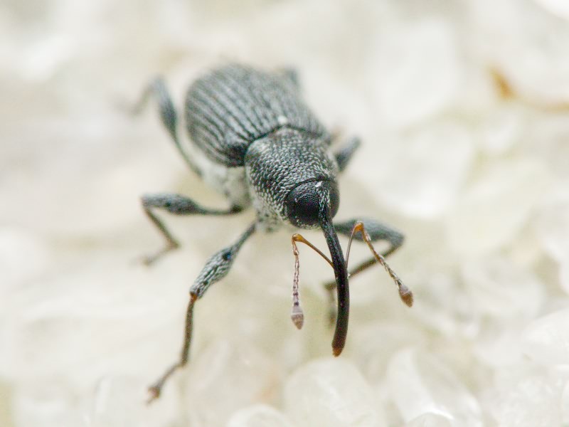 Archarius salicivorus (Paykull, 1792)